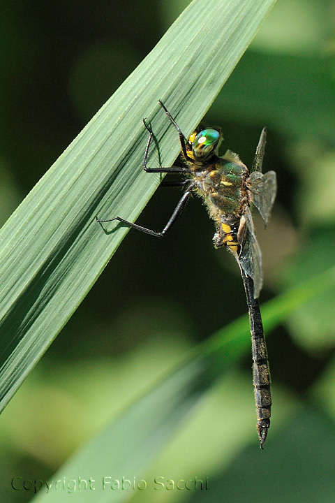 Somatochlora meridionalis